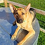 alert, animal, canine, daylight, dog, ears, fence, german_shepherd, grass, looking_at_camera, metal_surface, muzzle, nature, outdoor, paw, pet, portrait, resting, shadow, sunlight