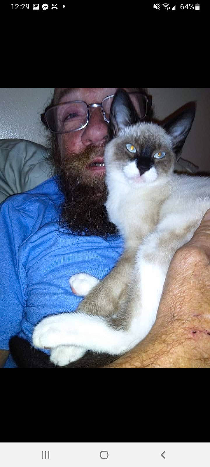 Almond joined the competition — help win amazing prizes! balinese, beard, carnivore, cat, comfort, ear, eyewear, fawn, felidae, fur, glasses, lap, moustache, siamese, sitting, small_to_medium_sized_cats, thai, trunk, vision_care, whiskers