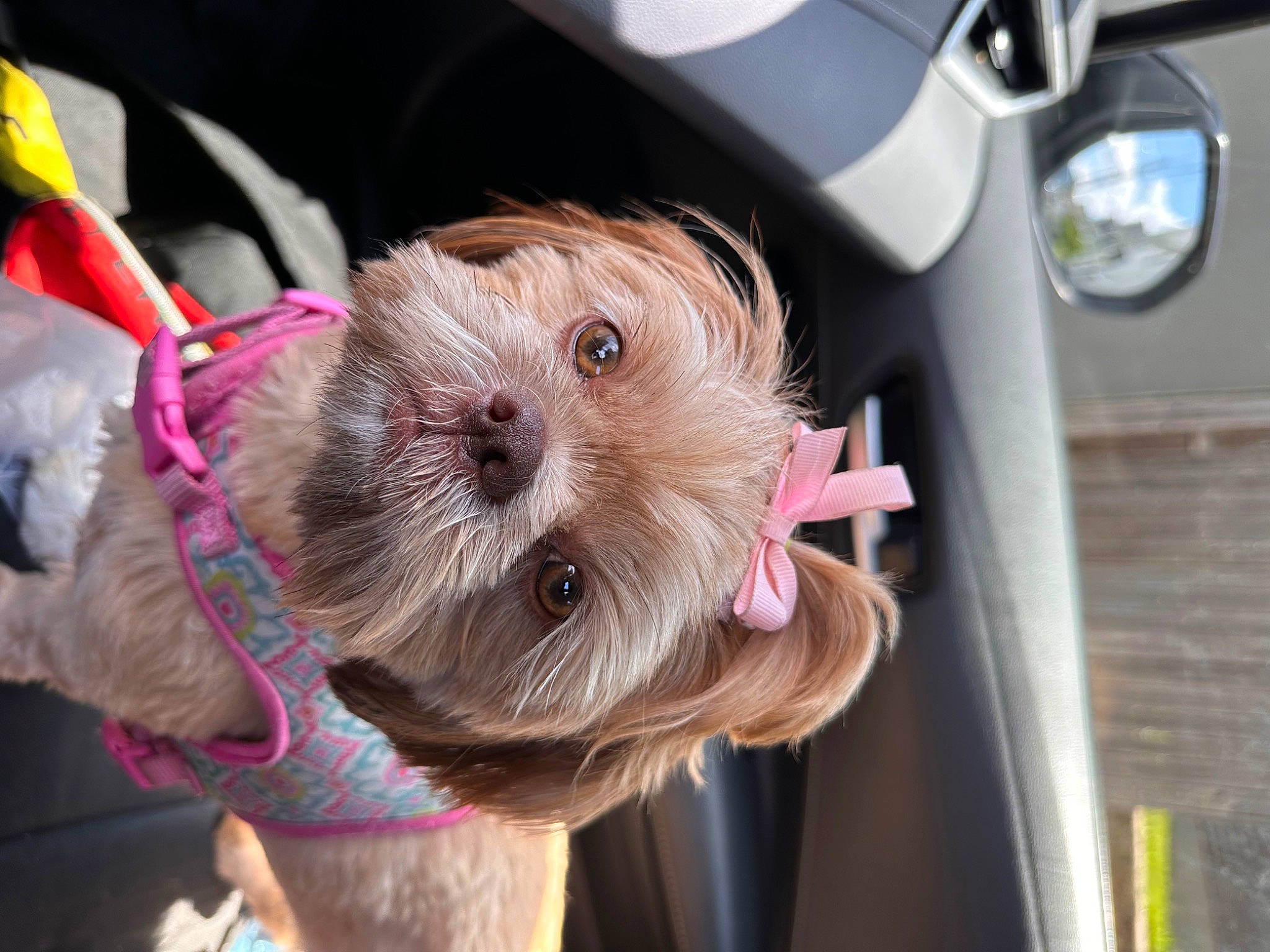 Nena is registered to the contest to win money with this photo: canidae, carnivore, collar, companion_dog, dog, dog_breed, dog_clothes, dog_collar, dog_supply, fawn, fur, pink, small_terrier, sporting_group, steering_wheel, terrier, toy, toy_dog, working_animal, wrinkle