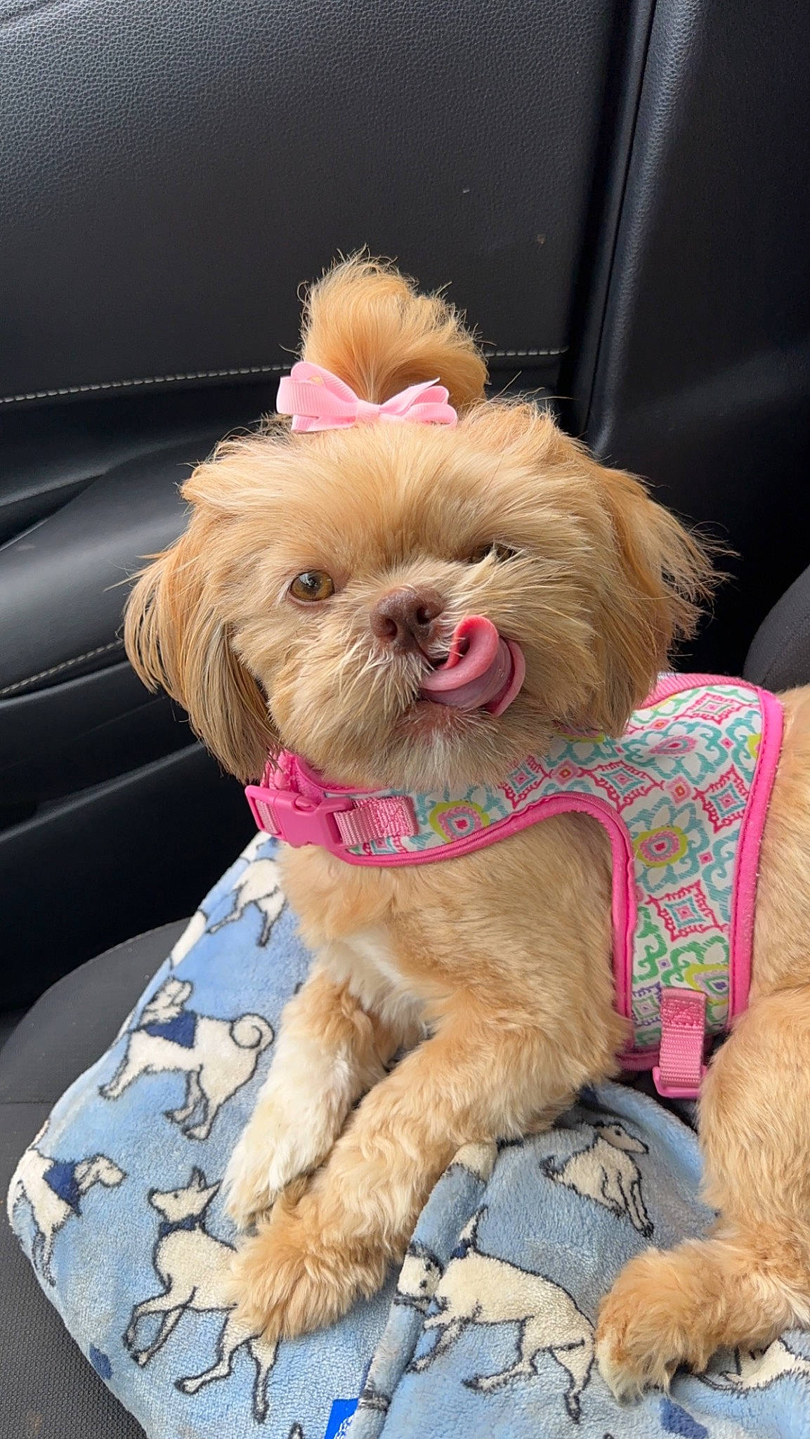 Nena joined the competition — help win amazing prizes! carnivore, collar, companion_dog, dog, dog_breed, dog_clothes, dog_collar, dog_supply, fashion_accessory, fawn, fur, leash, liver, pet_supply, small_terrier, snout, sporting_group, toy_dog, working_animal, yorkipoo