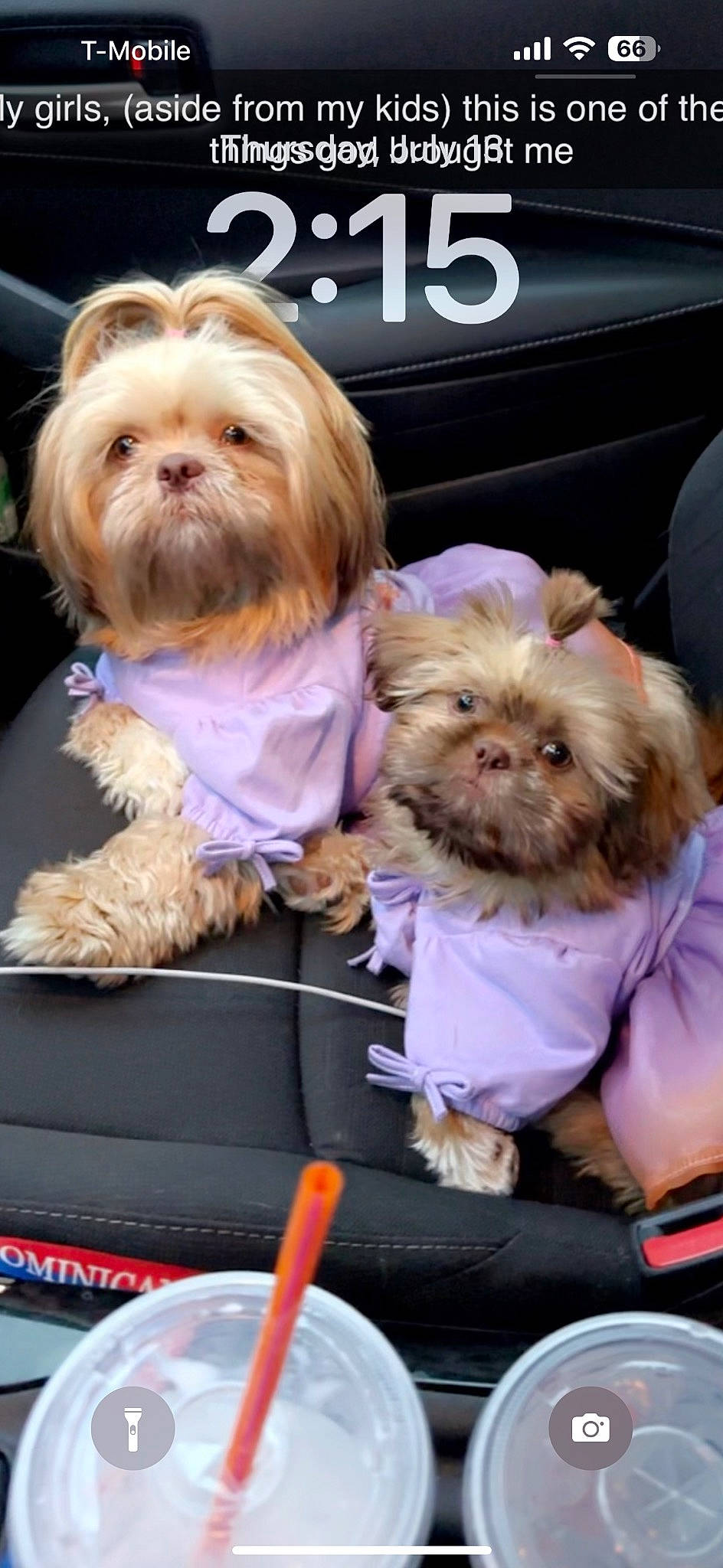 Nena is registered to the contest to win money with this photo: beard, canidae, carnivore, companion_dog, dog, dog_breed, facial_hair, fur, liver, non_sporting_group, pomeranian, shih_tzu, sitting, small_terrier, snout, sporting_group, terrier, toy_dog, watch, working_animal