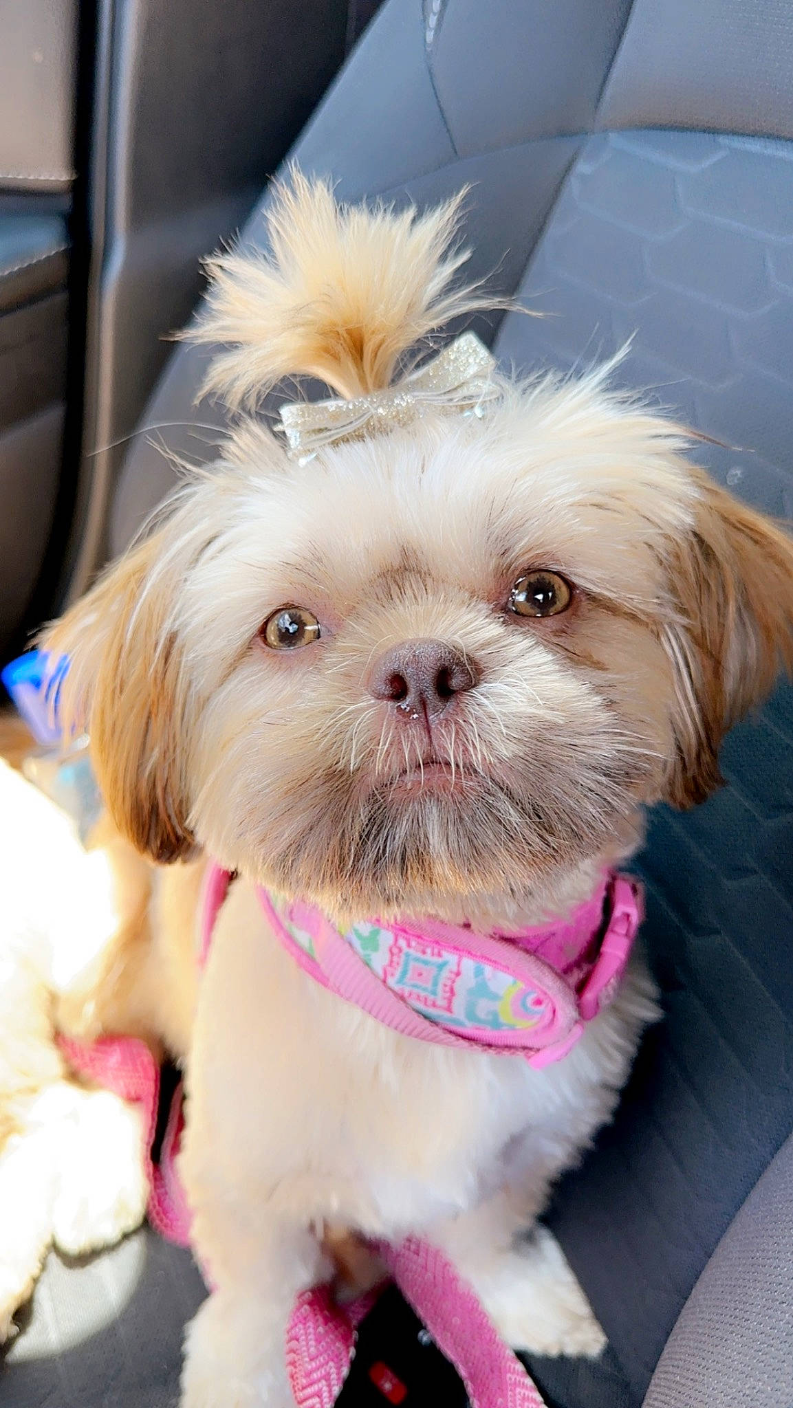 Olivia joined the competition — help win amazing prizes! canidae, carnivore, collar, companion_dog, dog, dog_breed, dog_collar, dog_supply, fawn, fur, liver, puppy_love, shih_poo, shih_tzu, small_terrier, snout, sporting_group, terrier, toy_dog, working_animal