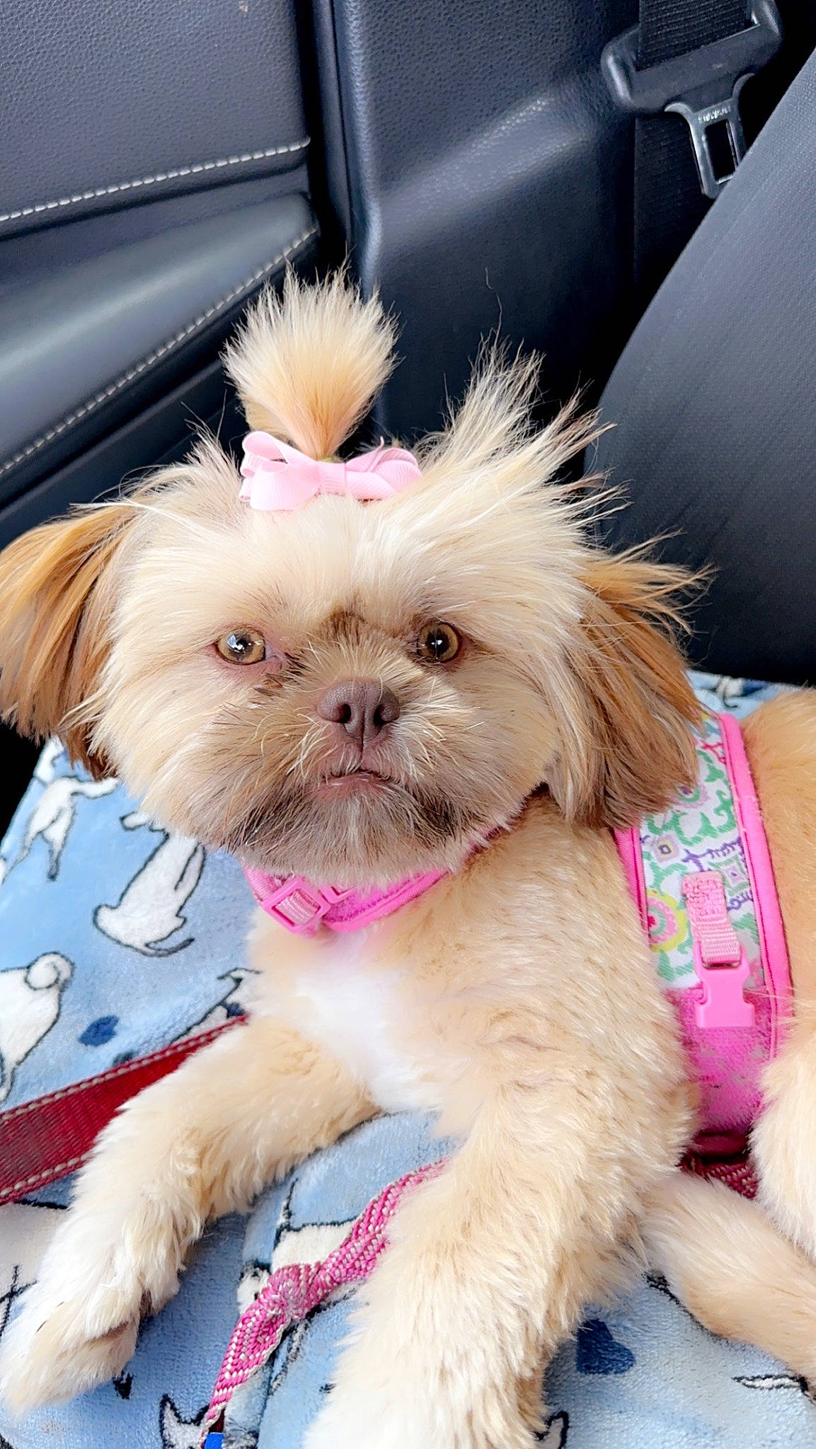 Olivia is registered to the contest to win money with this photo: blond, carnivore, collar, companion_dog, dog, dog_breed, dog_clothes, dog_collar, dog_supply, ear, eyewear, fawn, liver, pink, shih_tzu, snout, sporting_group, toy_dog, whiskers, working_animal