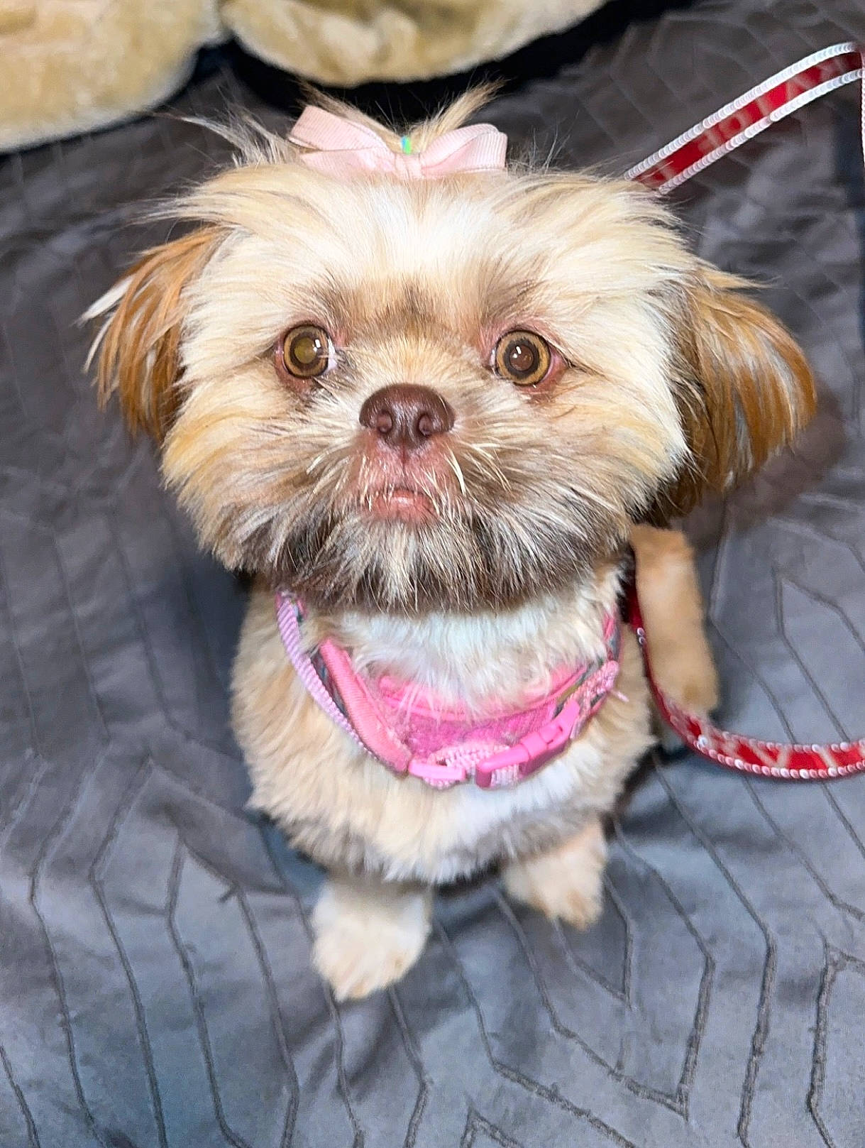 Olivia is registered to the contest to win money with this photo: canidae, carnivore, collar, companion_dog, dog, dog_breed, dog_clothes, dog_collar, dog_supply, fawn, fur, glasses, leash, liver, pet_supply, shih_tzu, snout, sporting_group, toy_dog, working_animal