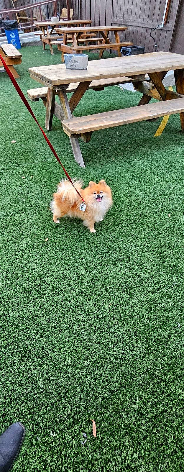 Fifi Jackson joined the competition — help win amazing prizes! artificial_turf, canidae, carnivore, chair, companion_dog, dog, dog_breed, fawn, flooring, german_spitz, german_spitz_klein, german_spitz_mittel, grass, groundcover, lawn, pomeranian, spitz, sporting_group, tail, toy_dog