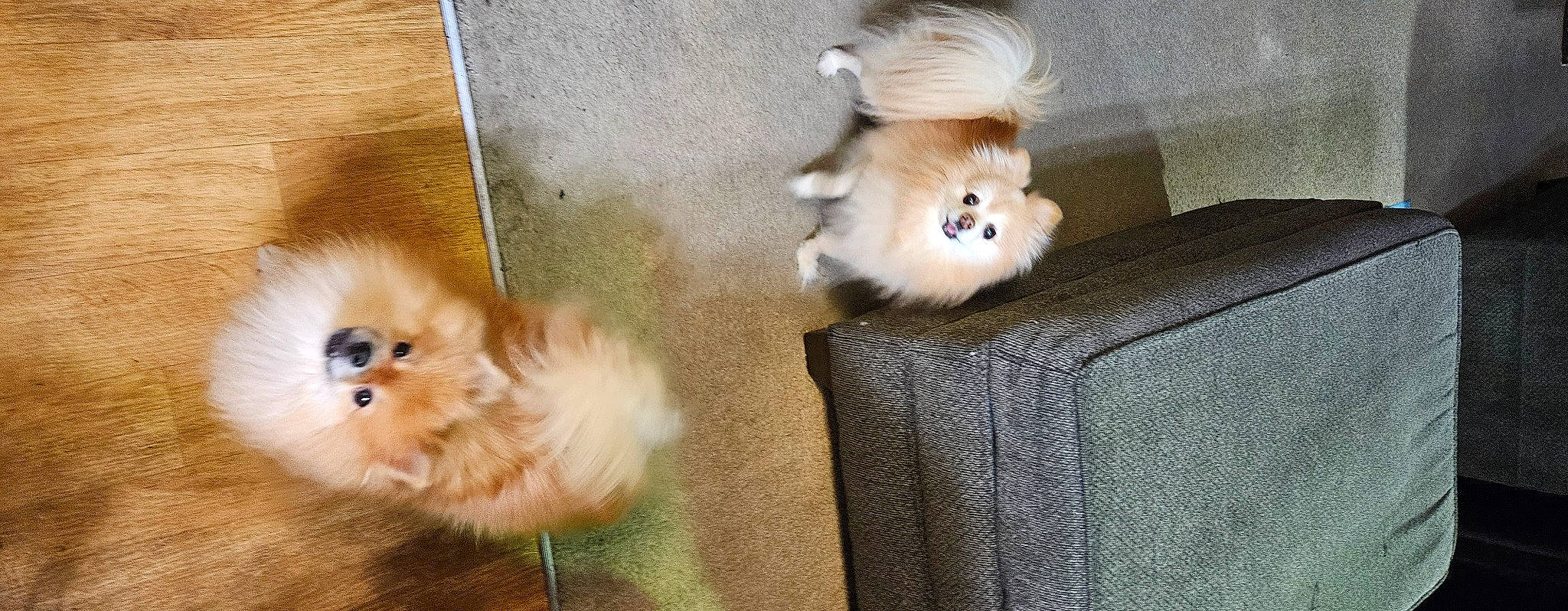 Bay-bay Jackson is registered to the contest to win money with this photo: canidae, carnivore, companion_dog, dog, dog_breed, fawn, fur, german_spitz, german_spitz_klein, liver, mammal, pomeranian, snout, spitz, sporting_group, tail, toy_dog, volpino_italiano, whiskers, working_animal