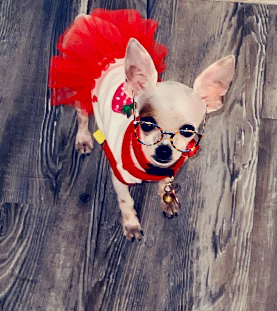 Mia joined the competition — help win amazing prizes! carnivore, companion_dog, dog, dog_breed, dog_clothes, dog_supply, eye, eyewear, fawn, glasses, grass, hair, happy, snout, sunglasses, tail, toy_dog, vision_care, wood, working_animal