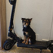 Athena a rejoint le concours — aidez-le/la à gagner de superbes lots ! black_scooter, cabinet, colorful_toy, companion, dog, domestic_animal, electric_scooter, floor, furniture, household, indoor, leisure, pet, scruffy_dog, sitting, small_dog, tile_floor, toy, vehicle, wall