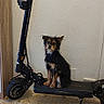 black_scooter, cabinet, colorful_toy, companion, dog, domestic_animal, electric_scooter, floor, furniture, household, indoor, leisure, pet, scruffy_dog, sitting, small_dog, tile_floor, toy, vehicle, wall