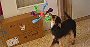 Athena participe au concours pour gagner de l'argent avec cette photo : animal, black_and_tan, cabinet, cardboard_box, chewing, colorful, dog, door, floor, furniture, home, indoor, motion, pet, playful, rope_toy, small_dog, tail, tile_floor, toy