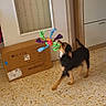 animal, black_and_tan, cabinet, cardboard_box, chewing, colorful, dog, door, floor, furniture, home, indoor, motion, pet, playful, rope_toy, small_dog, tail, tile_floor, toy