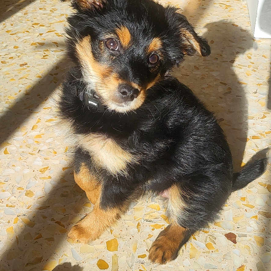 Athena