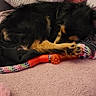Athena participe au concours pour gagner de l'argent avec cette photo : animal, black_dog, blanket, comfort, couch, cozy, dog, fur, home, indoor, pet, pillow, relaxation, resting, rope_toy, sleeping, small_dog, soft_fabric, tan_markings, toy