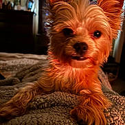 Sophia is registered to the contest to win money with this photo: animal, bedroom, blanket, close_up, comfort, cozy, cute, dog, ears, expression, face, fluffy, fur, indoor, paw, pet, relaxing, small_dog, texture, warm_lighting