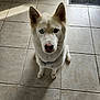 dog, husky, white_dog, heterochromia, blue_eye, brown_eye, pet, indoor, floor_tiles, curious, sitting, canine, animal, companion, shadow, collar, paw, looking_up, household, sandals