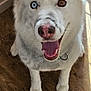 dog, white_dog, heterochromia, blue_eye, brown_eye, tongue_out, happy, pet, indoor, wooden_floor, fur, canine, animal, sitting, looking_up, mouth_open, nose, ears, collar, metal_gate