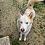 dog, heterochromia, blue_eye, brown_eye, white_fur, tail, outdoor, grass, gravel, curious, pet, animal, canine, looking_up, ears_up, snout, nose, collar, standing, nature