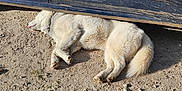 Sky a rejoint le concours — aidez-le/la à gagner de superbes lots ! dog, white_dog, sleeping, car, blue_car, scratches, gravel, dirt, outdoor, sunny, shady_spot, paw, fur, relaxing, animal, canine, vehicle, ground, resting, daylight