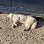 dog, white_dog, sleeping, car, blue_car, scratches, gravel, dirt, outdoor, sunny, shady_spot, paw, fur, relaxing, animal, canine, vehicle, ground, resting, daylight