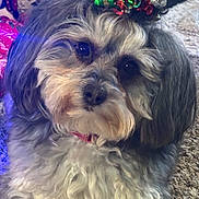 Sassy joined the competition — help win amazing prizes! dog, curly_fur, pet, indoor, carpet, bow, decorative, cute, animal, fluffy, close_up, collar, portrait, domestic, companion, furry, resting, adorable, holiday, accessory
