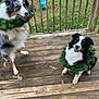 dog, wreath, wooden_deck, outdoor, grass, leaf, playful, pet, animal, furry, black_and_white, brown, greenery, smiling, canine, holiday, festive, nature, backyard, railing