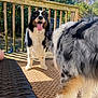 dog, dogs, playful, outdoor, deck, sunlight, fur, tongue, happy, pet, animal, nature, wooden_rail, grass, shadow, daylight, playtime, canine, two_dogs, summer