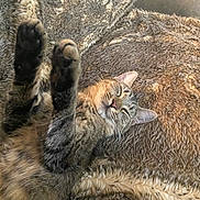 Bobbi joined the competition — help win amazing prizes! cat, tabby_cat, pet, sleeping, relaxed, paws, furry, blanket, cozy, indoor, fur, whiskers, cute, resting, animal, mammal, home, comfort, soft, nap