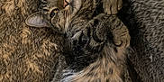 Bobbi joined the competition — help win amazing prizes! cat, tabby, furry, pet, animal, cute, relaxed, lying_down, paws, whiskers, fur, bed, blanket, cozy, indoor, mammal, sleepy, closeup, domestic_cat, resting