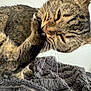Bobbi is registered to the contest to win money with this photo: cat, tabby_cat, paw, whiskers, fur, close_up, blanket, gray_blanket, indoor, pet, animal, cute, feline, texture, cozy, resting, licking, nibbling, soft, home