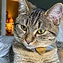 Bobbi joined the competition — help win amazing prizes! cat, tabby, close_up, yellow_eyes, collar, indoor, pet, fur, whiskers, bed, soft_light, cozy, animal, portrait, feline, relaxed, cute, domestic, focus, warm_tone