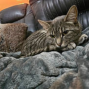 Sarabi is registered to the contest to win money with this photo: animal, blanket, cat, closeup, comfort, couch, cozy, feline, fur, home, indoor, leather, paw, pet, relaxed, resting, soft, tabby_cat, texture, whiskers