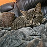 animal, blanket, cat, closeup, comfort, couch, cozy, feline, fur, home, indoor, leather, paw, pet, relaxed, resting, soft, tabby_cat, texture, whiskers