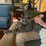 Daffodil is registered to the contest to win money with this photo: cat, gray_cat, pet, lap, person, legs, pants, living_room, chair, couch, wood_floor, table, vase, flowers, decor, indoor, furniture, relaxed, petting, casual