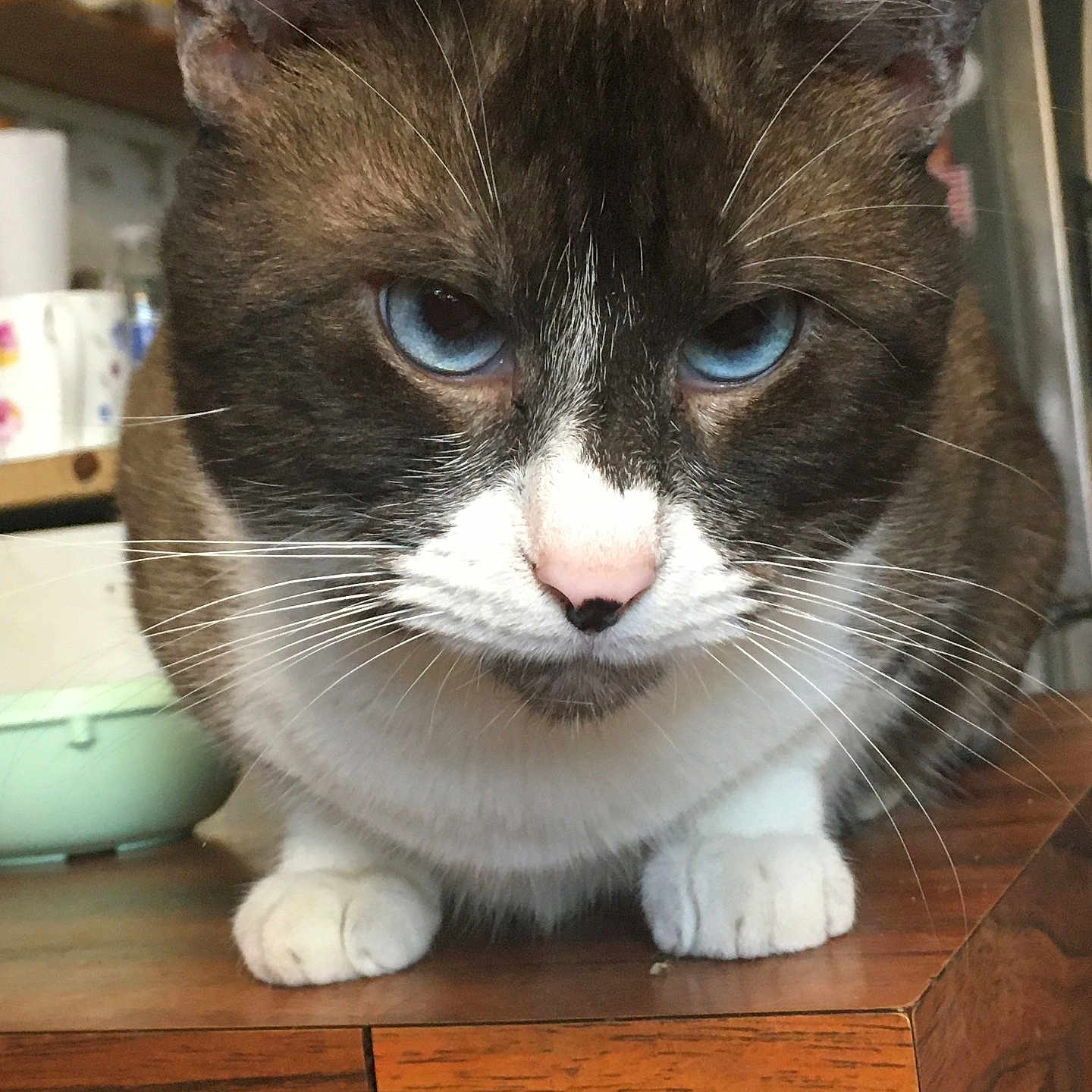 Baby joined the competition — help win amazing prizes! cat, tuxedo_cat, blue_eyes, whiskers, pink_nose, furry, pet, animal, portrait, close_up, staring, sitting, paws, white_chest, black_fur, gray_fur, indoors, wooden_table, home, photography