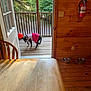 Star is registered to the contest to win money with this photo: dog, pet_clothing, porch, wooden_floor, wooden_wall, table, chair, dog_bowl, fire_extinguisher, open_door, greenery, trees, ball, outdoor, indoor, daylight, animal, looking_back, floor_planks, fence