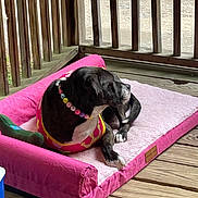 Star joined the competition — help win amazing prizes! dog, black_and_white, pet_bed, pink, wooden_porch, bead_necklace, relaxed, laying_down, outdoor, animal, canine, looking_away, colorful, collar, furniture, plush, domestic_animal, resting, casual, side_view