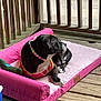 dog, black_and_white, pet_bed, pink, wooden_porch, bead_necklace, relaxed, laying_down, outdoor, animal, canine, looking_away, colorful, collar, furniture, plush, domestic_animal, resting, casual, side_view