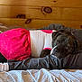 Star joined the competition — help win amazing prizes! dog, sleeping, bed, clothing, pink_skirt, white_shirt, wooden_wall, striped_sheets, human_arm, cute, resting, cozy, indoor, pet, animal, peaceful, comfort, relaxation, casual, nap