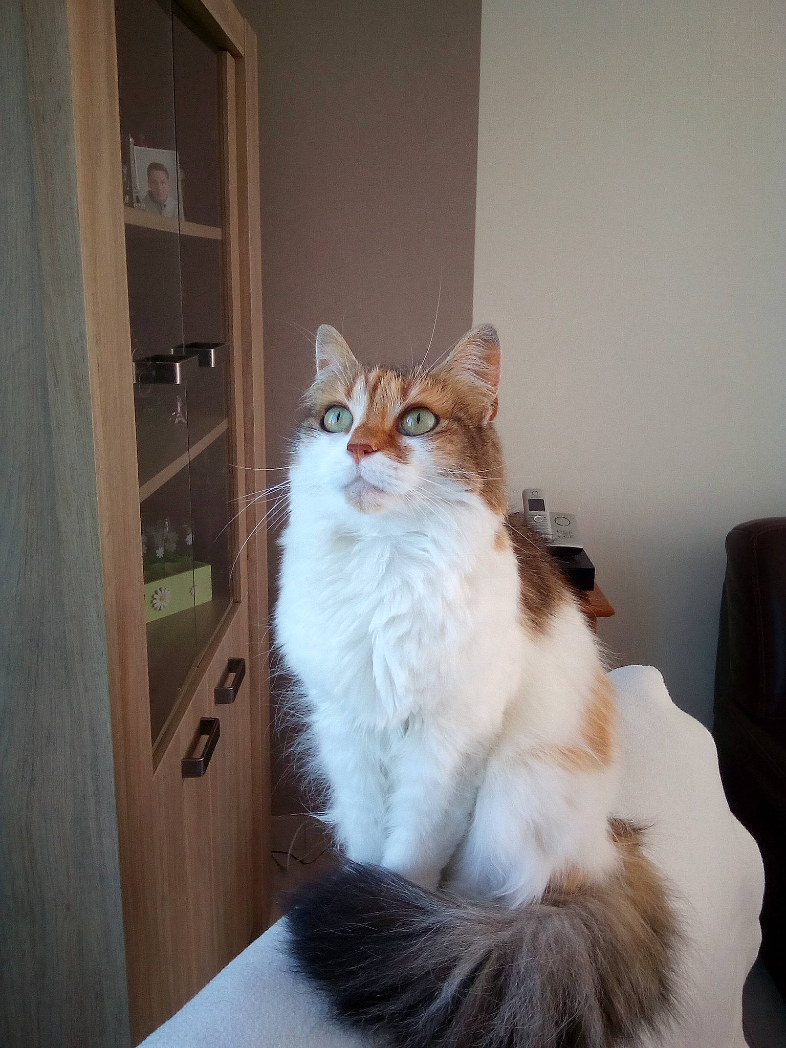 Zelda participe au concours pour gagner de l'argent avec cette photo : box, cabinetry, carnivore, cat, comfort, domestic_short_haired_cat, door, fawn, felidae, flooring, fur, hardwood, room, shelf, shelving, small_to_medium_sized_cats, tail, whiskers, window, wood