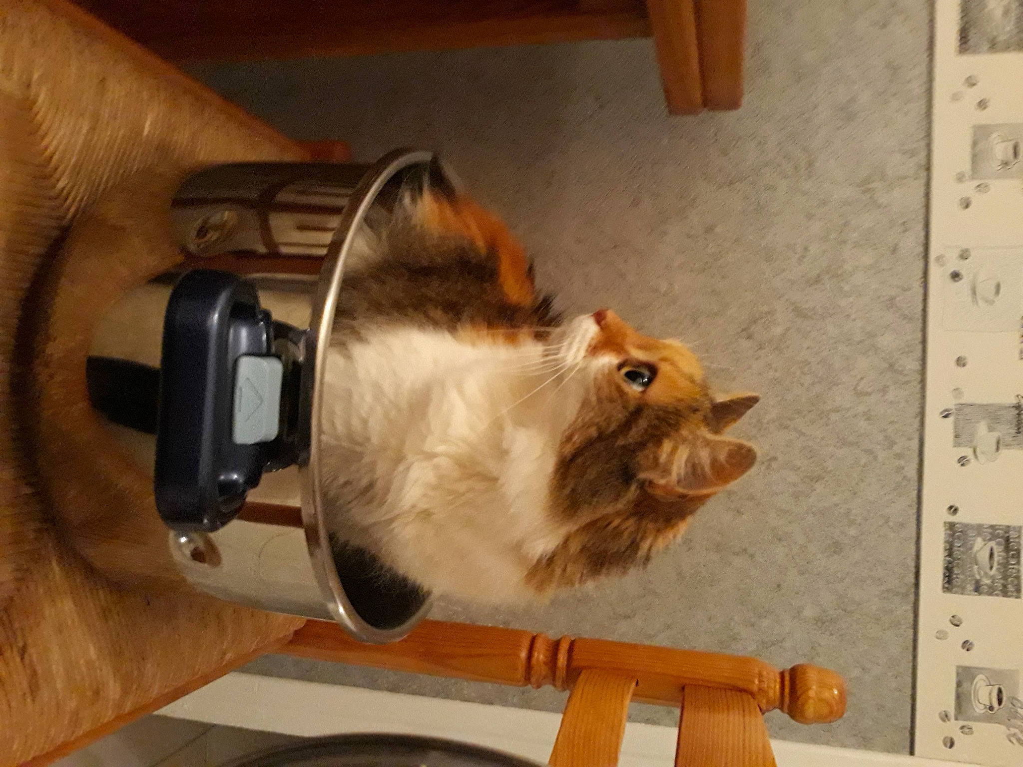 Zelda participe au concours pour gagner de l'argent avec cette photo : box, cable, canidae, carnivore, cat, domestic_short_haired_cat, electrical_wiring, fawn, felidae, flooring, fur, gadget, hardwood, plywood, room, small_to_medium_sized_cats, snout, tail, whiskers, wood