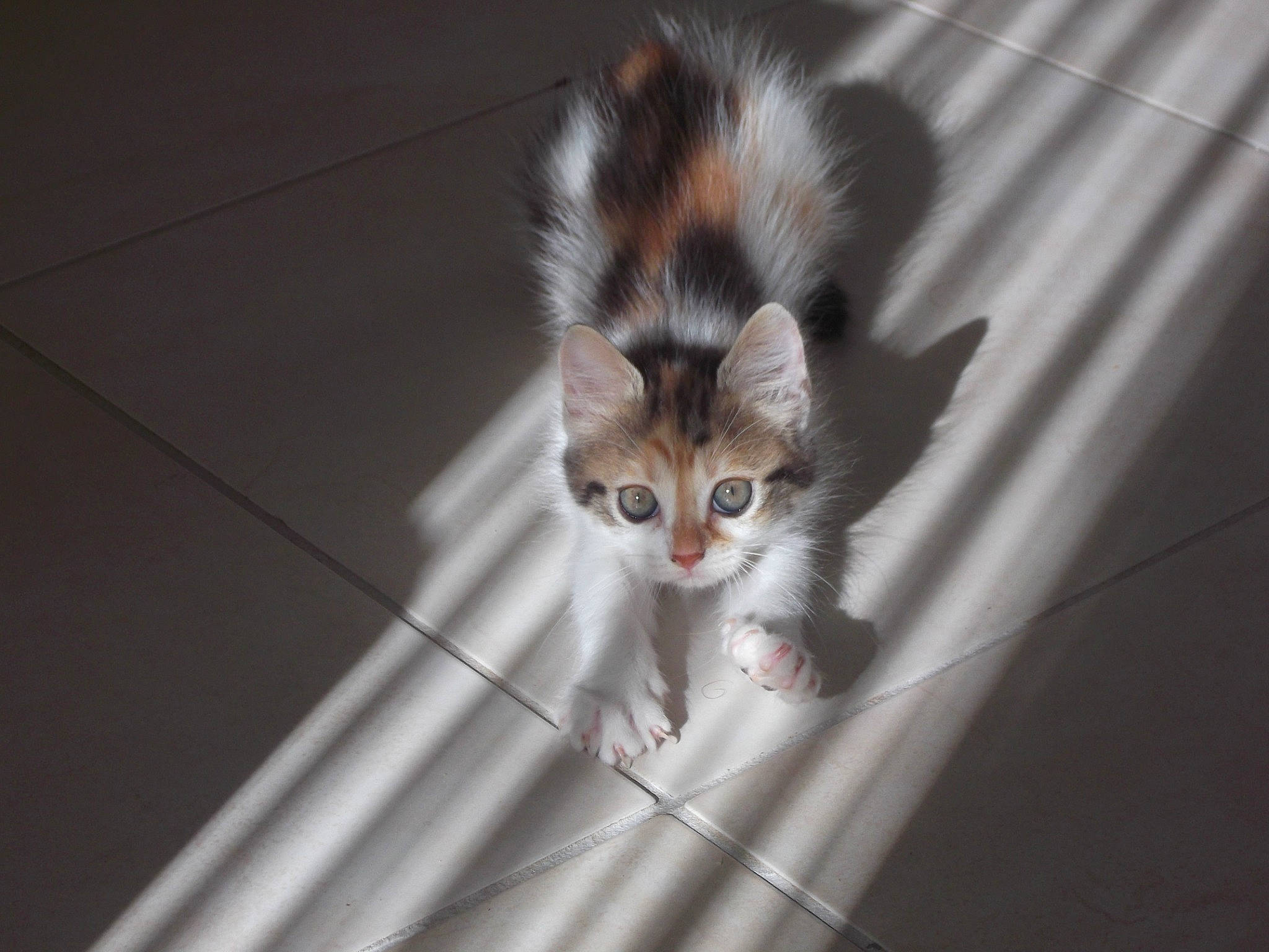 Zelda a rejoint le concours — aidez-le/la à gagner de superbes lots ! carnivore, cat, claw, companion_dog, domestic_short_haired_cat, eye, fawn, felidae, flooring, fur, head, iris, paw, small_to_medium_sized_cats, snout, tail, terrestrial_animal, whiskers, wildlife, wood