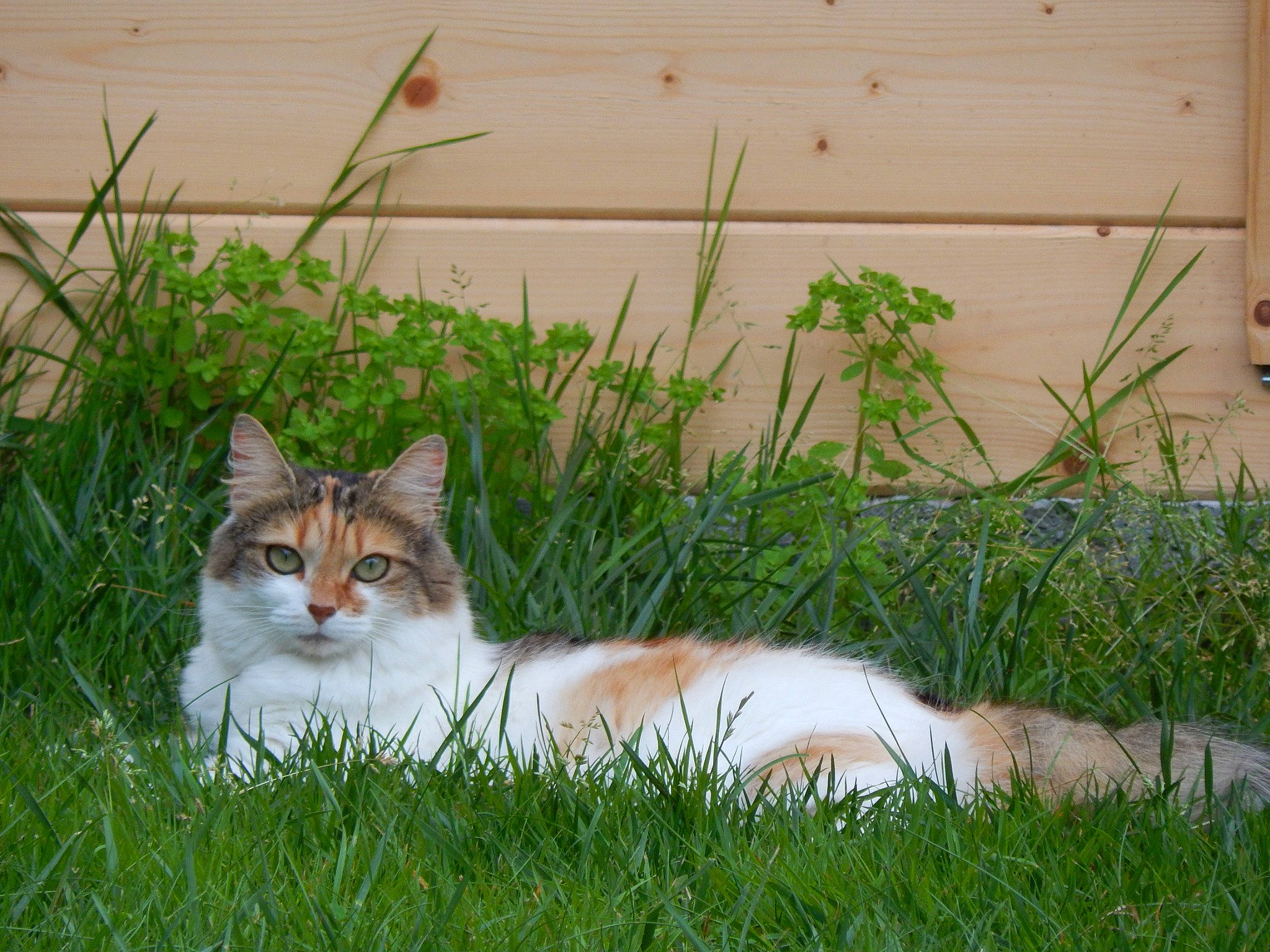 Zelda a rejoint le concours — aidez-le/la à gagner de superbes lots ! art, carnivore, cat, domestic_short_haired_cat, fawn, felidae, fur, grass, grassland, groundcover, herbaceous_plant, plant, sitting, small_to_medium_sized_cats, snout, tail, terrestrial_animal, tree, whiskers, wildlife