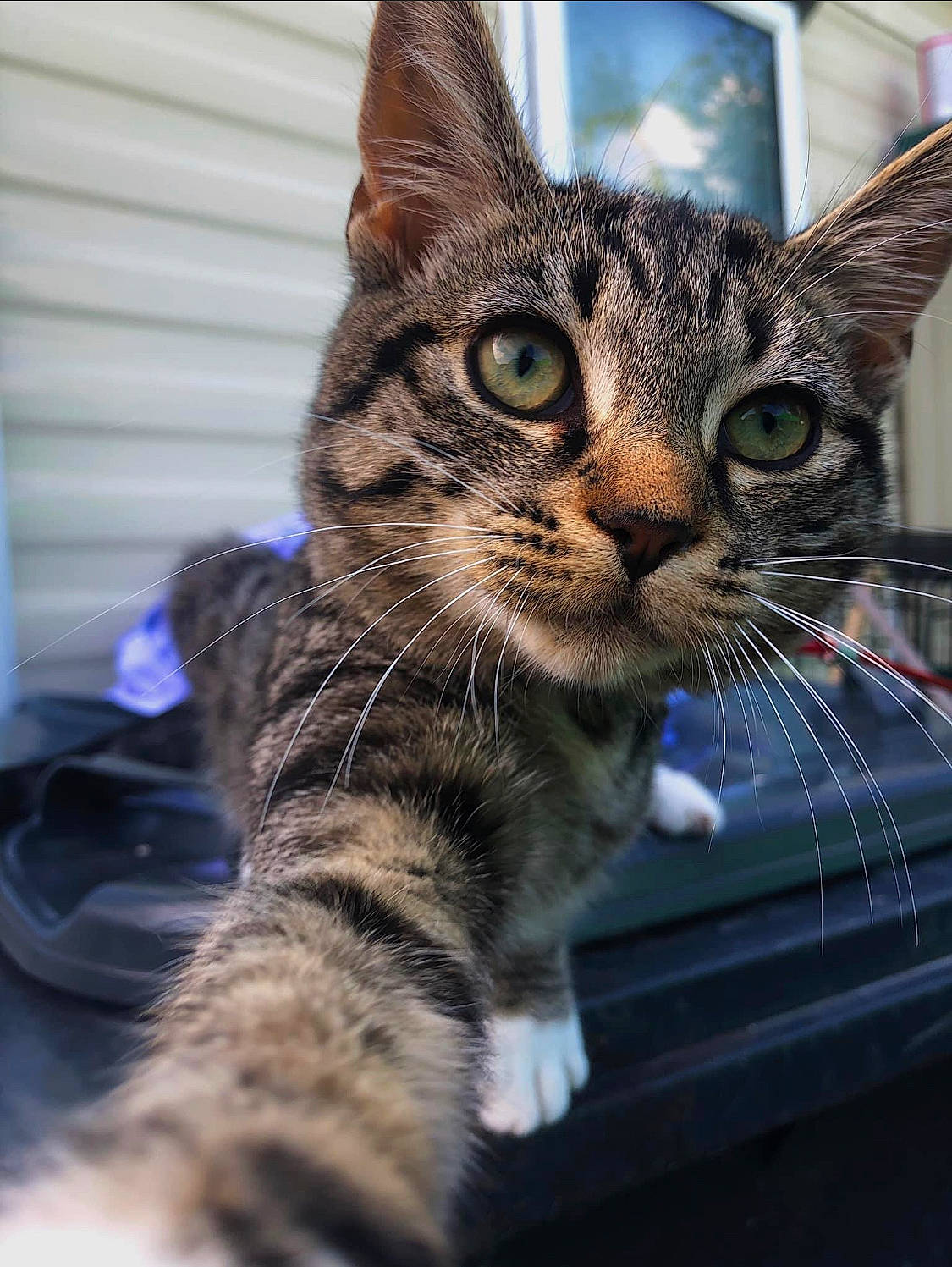 Trixi is registered to the contest to win money with this photo: carnivore, cat, domestic_short_haired_cat, felidae, fur, paw, sitting, small_to_medium_sized_cats, snout, tartan, terrestrial_animal, tree, whiskers, wildlife