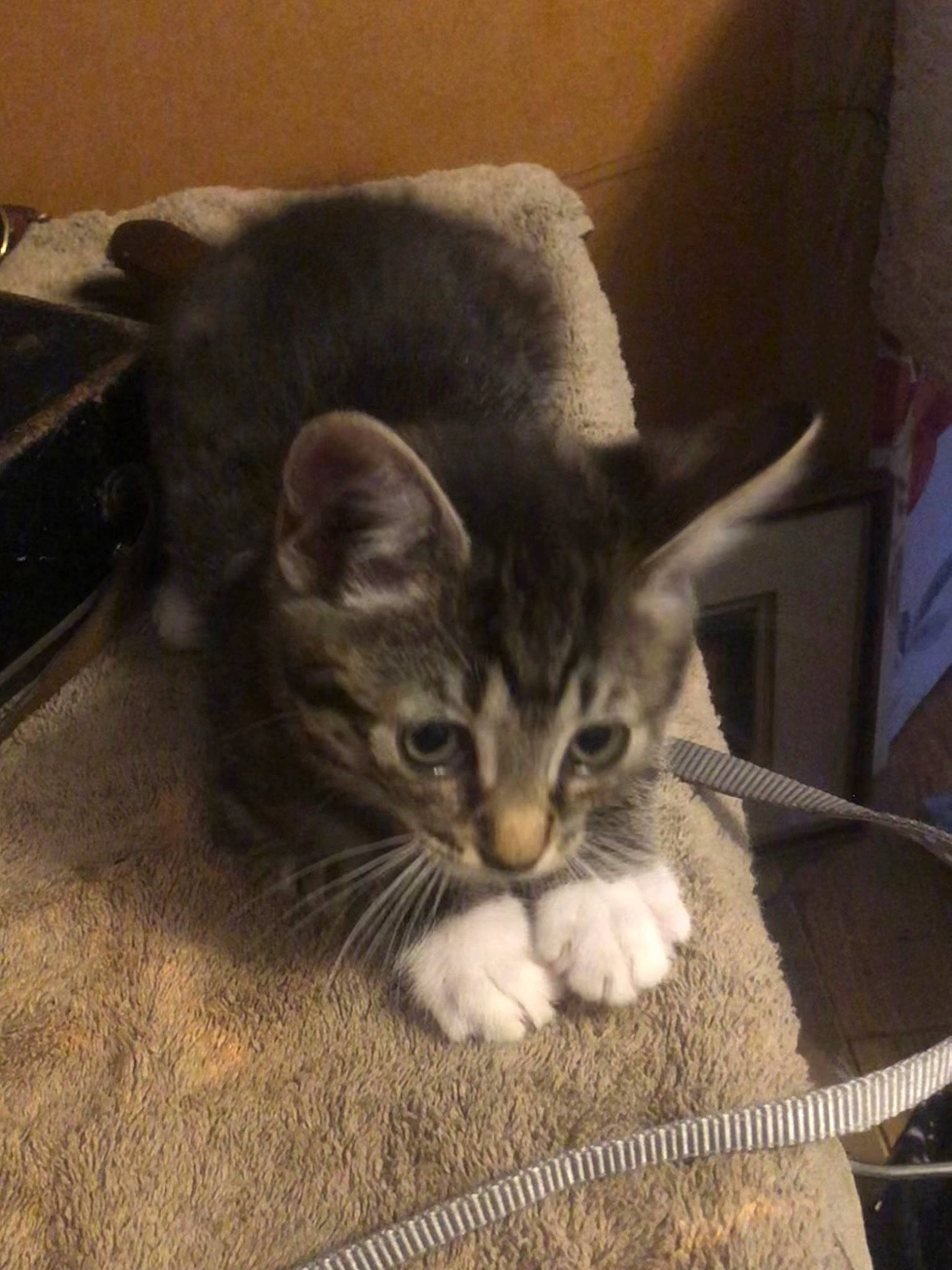 Trixi joined the competition — help win amazing prizes! box, carnivore, cat, claw, comfort, domestic_short_haired_cat, eye, felidae, fur, paw, sitting, small_to_medium_sized_cats, snout, tail, whiskers