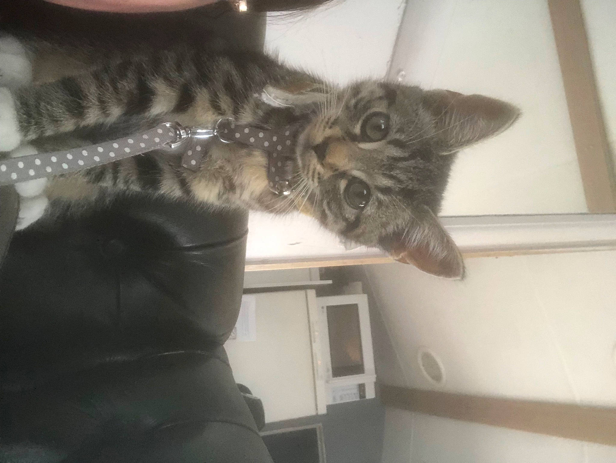 Trixi joined the competition — help win amazing prizes! black_cat, carnivore, cat, claw, comfort, domestic_short_haired_cat, ear, felidae, fur, gesture, grey, monochrome, paw, small_to_medium_sized_cats, snout, tail, whiskers