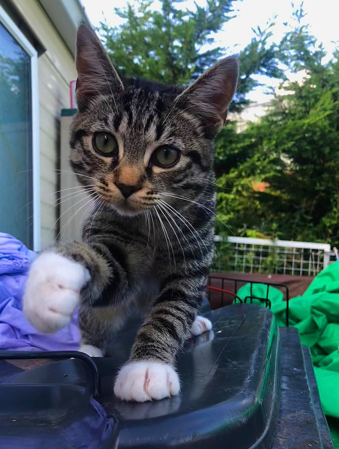 Trixi joined the competition — help win amazing prizes! automotive_exterior, carnivore, cat, claw, domestic_short_haired_cat, felidae, foot, fur, grass, motor_vehicle, paw, plant, sitting, sky, small_to_medium_sized_cats, snout, tail, tree, whiskers, window