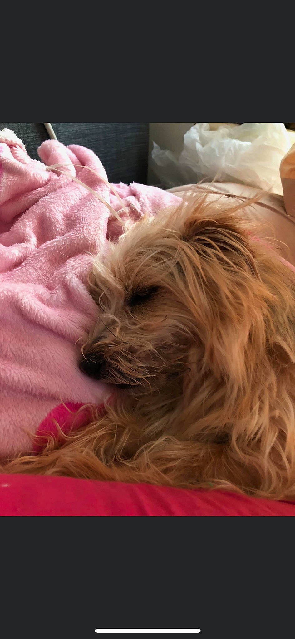 Chaz joined the competition — help win amazing prizes! biewer_terrier, canidae, carnivore, comfort, companion_dog, dog, dog_breed, dog_supply, fawn, fur, liver, shih_tzu, small_terrier, snout, sporting_group, terrier, toy_dog, working_animal, wrinkle, yorkipoo