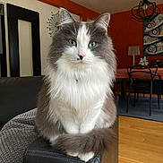 Rey a rejoint le concours — aidez-le/la à gagner de superbes lots ! cat, fluffy_cat, green_eyes, sitting, indoor, living_room, furniture, couch, leather, armrest, orange_wall, wooden_floor, dining_table, chairs, artwork, decor, pet, animal, domestic, cozy