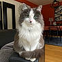 cat, fluffy_cat, green_eyes, sitting, indoor, living_room, furniture, couch, leather, armrest, orange_wall, wooden_floor, dining_table, chairs, artwork, decor, pet, animal, domestic, cozy