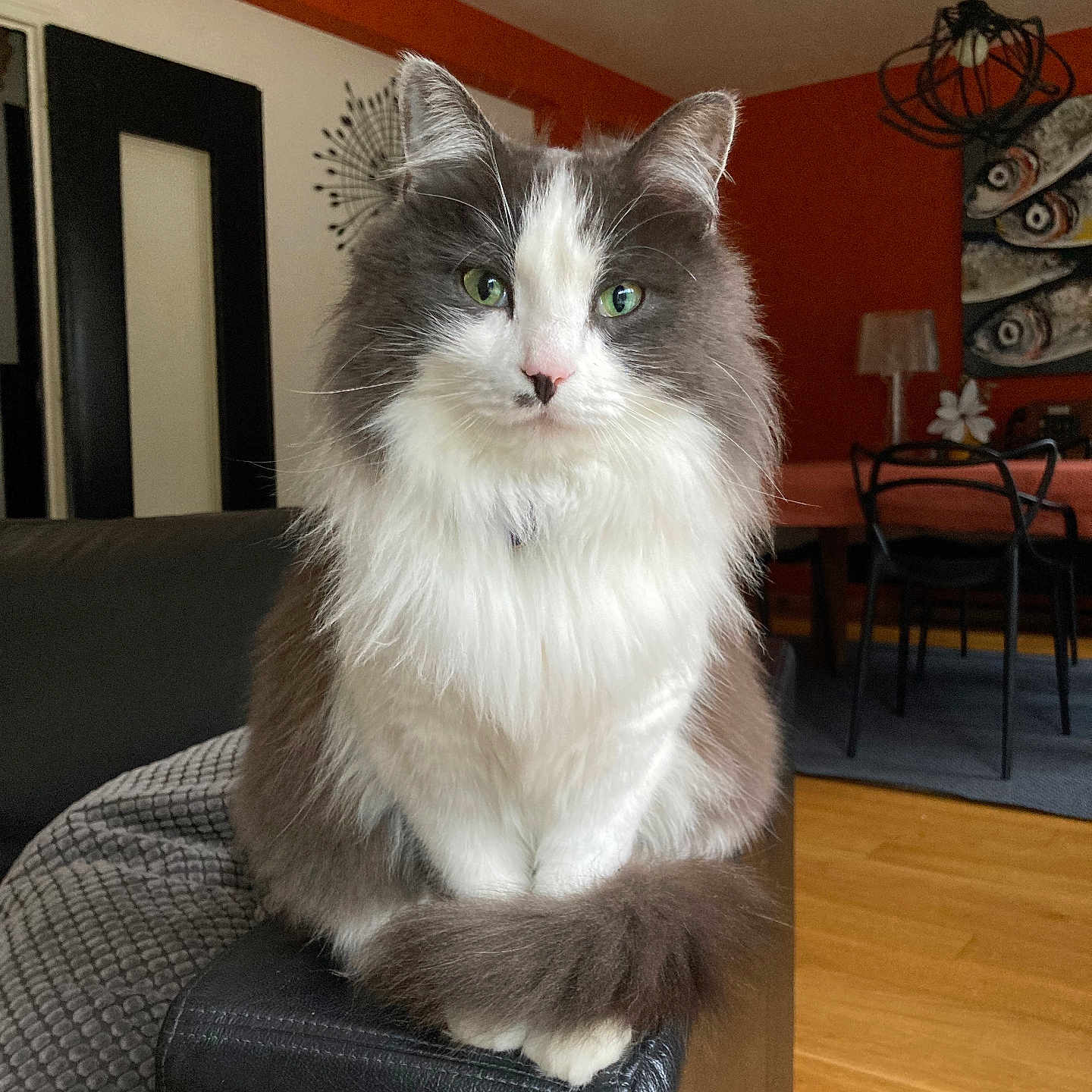 Rey a rejoint le concours — aidez-le/la à gagner de superbes lots ! animal, armrest, artwork, cat, chairs, couch, cozy, decor, dining_table, domestic, fluffy_cat, furniture, green_eyes, indoor, leather, living_room, orange_wall, pet, sitting, wooden_floor